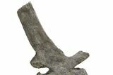 Sauropod (Camarasaurus) Caudal Vertebra - Absolutely Massive #222769-3